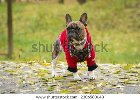 A charming young French bulldog walks in a summer park.