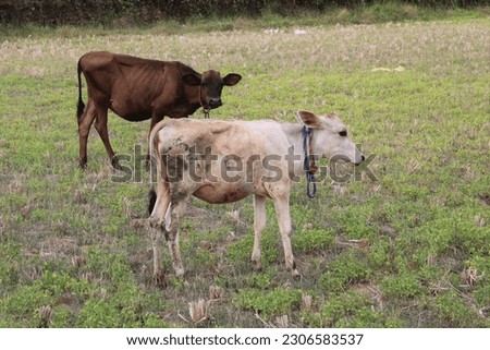 Two baby cows in paddy  field stock image