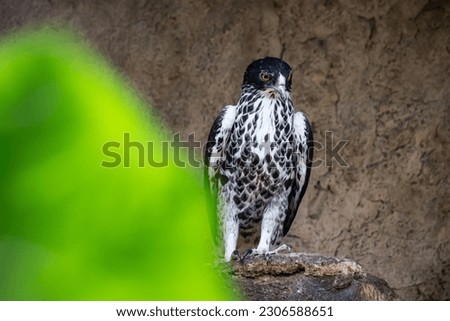 African Hawk Eagle having break between hunting on branch, Scientific Name: Aquila spilogaster, local name: Grootjagarend