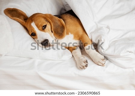 The Beagle dog is lying on a pillow on the bed under a blanket  Royalty-Free Stock Photo #2306590865