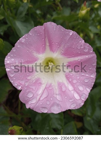 Closeup of the Calystegia macrostegia Anacapa Pink Island Morning Glory flower with dew drops