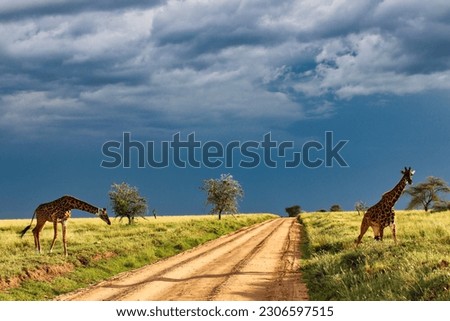 Giraffe Pair crossing the Savanna against the backdrop of heavy rain clouds in a golden twilight setting at Serengeti National park, Tanzania Royalty-Free Stock Photo #2306597515