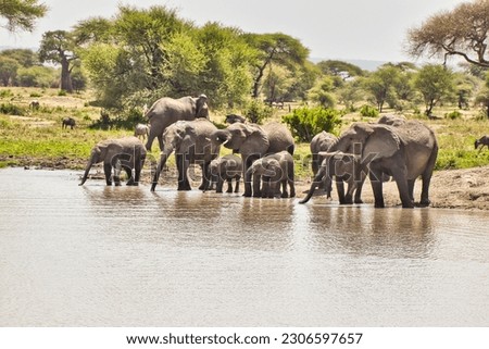 Elephant herd at a waterhole in Tarangire National park, Tanzania Royalty-Free Stock Photo #2306597657