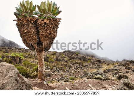 Giant Groundsels growing in the moorland region of Kilimanjaro pictured near Barranco Camp at 3700 m above sea level, botanical name Dendrosenecio kilimanjari, Tanzania