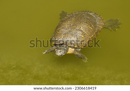 Exotic water turtle in the water