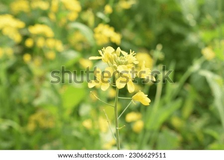 very beautiful yellow flower in my village 
