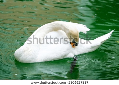 Close up white mute swan cygnus olor inside lake water. Selective focus.