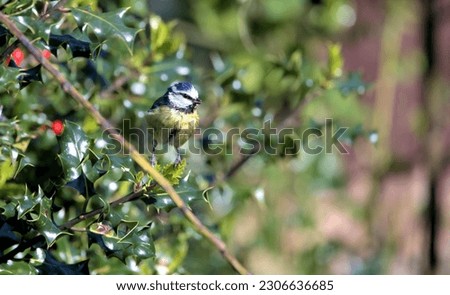 Wet young blue tit jumping on to a thin branch