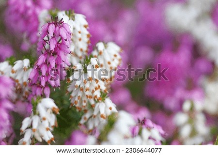 A selective focus shot of the heather flowers in the garden with blur background