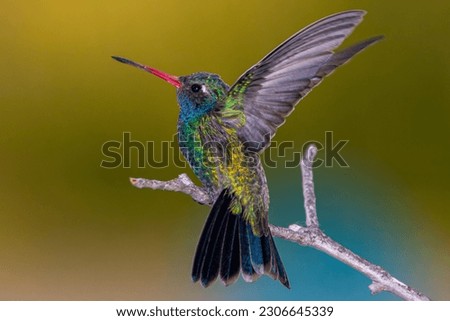 The legend of the hummingbird says that those who has passed away visit the living ones to let them know they are ok and they are watching them from time to time