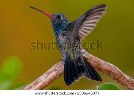 The legend of the hummingbird says that those who has passed away visit the living ones to let them know they are ok and they are watching them from time to time
