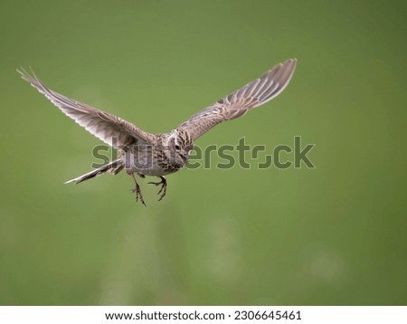 Skylark, Alauda arvensis, single bird in flight, Wiltshire, May 2023 Royalty-Free Stock Photo #2306645461