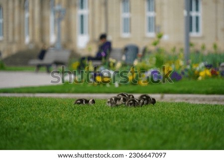 Family Of Alopochen Aegyptiaca In The Spring Park Of Stuttgart City, Germany.