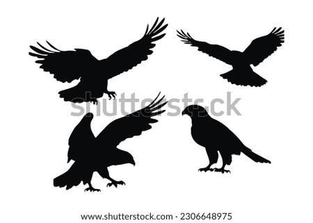 Wild Hawk vector design on a white background. Hawks flying silhouette bundle design. Wild Falcon flying silhouette set vector. Big predator bird flying in different positions silhouette collection.