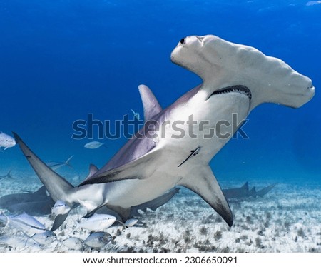 Hammerhead shark in Bimini Bahamas Royalty-Free Stock Photo #2306650091