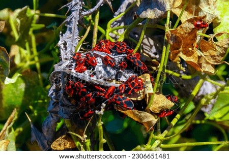 The firebug (Pyrrhocoris apterus), accumulation of bugs on wild vegetation