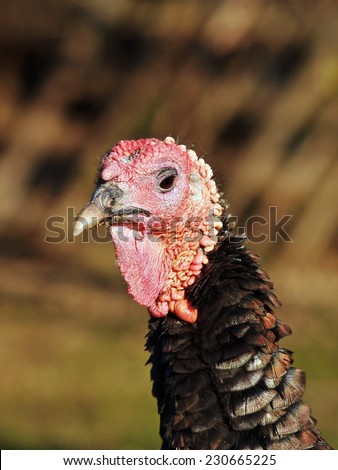 Thanksgiving -  Female bronzed turkey organic raised