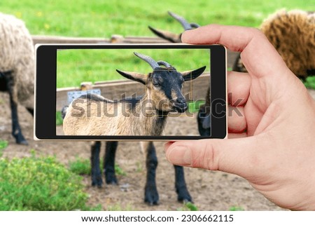 A man's hand holding the phone and taking picture of the brown goat