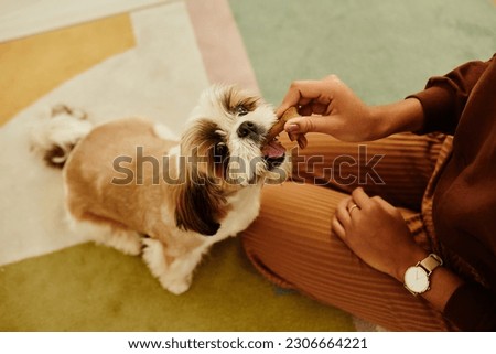 Closeup of young woman playing with cute Shih Tzu puppy and doing dog training Royalty-Free Stock Photo #2306664221