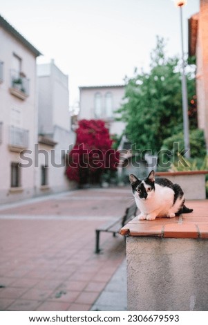 Cat in the street of Palamos