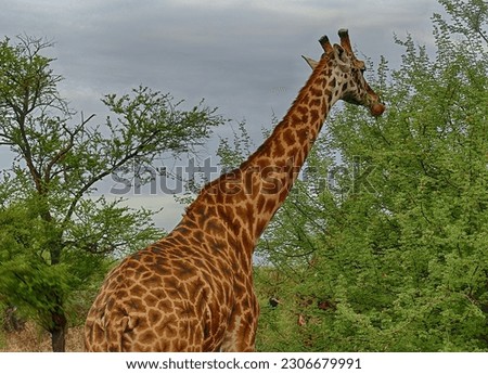 Maasai Giraffe  ( Giraffa tippelskirchi ) Family-order - Giraffidae Artiodactyla and acacia tree Serengeti National park, Tanzania, Africa Royalty-Free Stock Photo #2306679991
