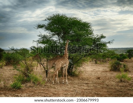 Maasai Giraffe  ( Giraffa tippelskirchi ) Family-order - Giraffidae Artiodactyla and acacia tree Serengeti National park, Tanzania, Africa Royalty-Free Stock Photo #2306679993