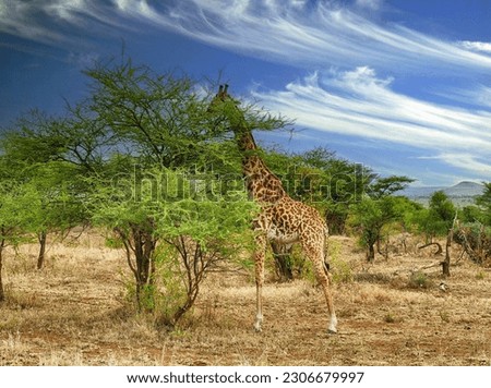 Maasai Giraffe  ( Giraffa tippelskirchi ) Family-order - Giraffidae Artiodactyla and acacia tree Serengeti National park, Tanzania, Africa Royalty-Free Stock Photo #2306679997