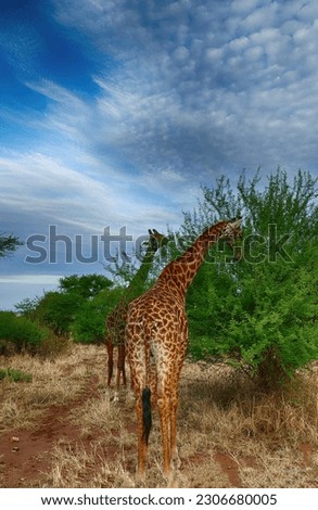 Maasai Giraffe  ( Giraffa tippelskirchi ) Family-order - Giraffidae Artiodactyla and acacia tree Serengeti National park, Tanzania, Africa Royalty-Free Stock Photo #2306680005