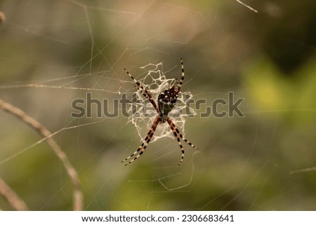 A closeup shot of a spider in a cobweb on blurry background