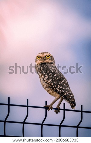 pictures of an owl looking at the camera