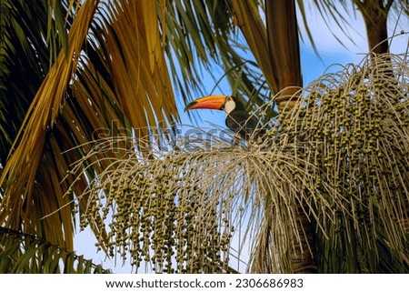 picture of a toucan on a palmtree
