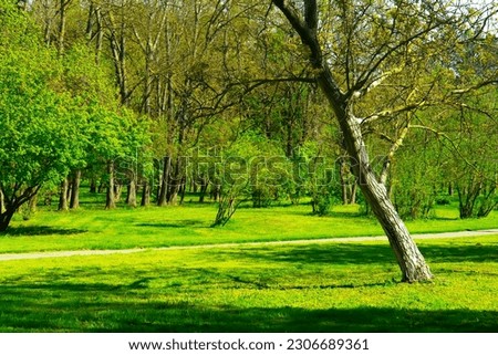 spring forest, green trees, landscape