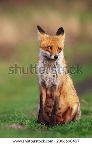 Portrait red fox Vulpes vulpes on a beautiful background. Wild dog.
