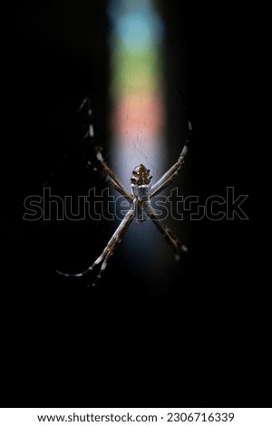 Spider on its web a black background with a beam  of light