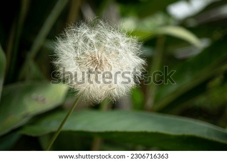 Beautiful dandelion  flower in front of green leaves