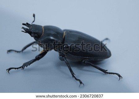 big stag beetle macro picture