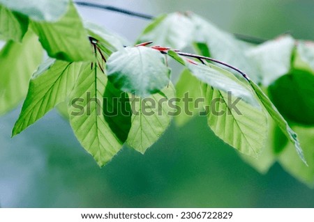 Beech leaves in spring, North Rhine-Westphalia, Germany (Fagus sylvatica) Royalty-Free Stock Photo #2306722829