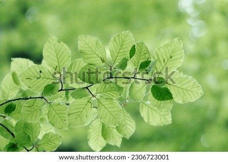 Beech leaves in spring, North Rhine-Westphalia, Germany (Fagus sylvatica) Royalty-Free Stock Photo #2306723001