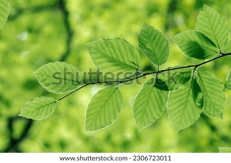 Beech leaves in spring, North Rhine-Westphalia, Germany (Fagus sylvatica) Royalty-Free Stock Photo #2306723011