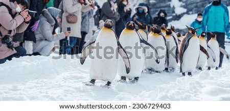 King Penguin parade walking on snow at Asahiyama Zoo in winter season. landmark and popular for tourists attractions in Asahikawa, Hokkaido, Japan. Travel and Vacation concept Royalty-Free Stock Photo #2306729403