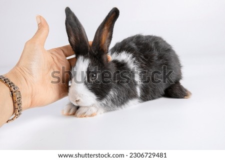 Healthy lovely baby bunny easter rabbit on white background. Cute fluffy rabbit on white background Animal symbol of easter day festival. 