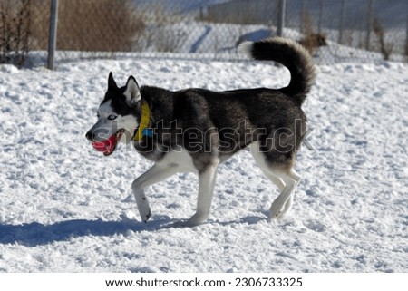 Siberian husky is playing with a red ball during winter there is a lot of snow around her she looks like she is happy she is a pretty dog-friendly dog, a beautiful pet  Royalty-Free Stock Photo #2306733325