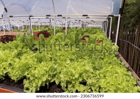 Organic vegetable farm in Thailand