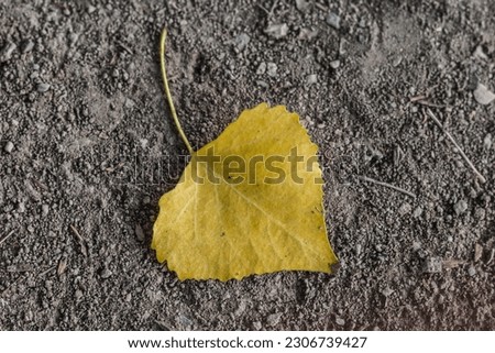 Fall leaf in the forest. yellow lonely fall leave in the nature