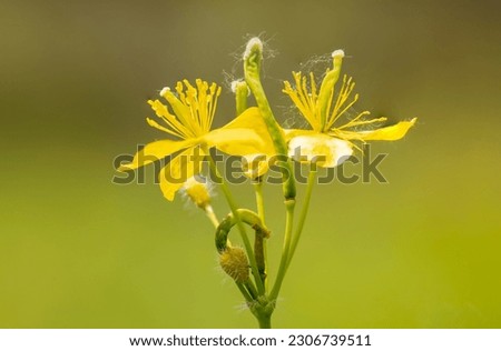 Image of yellow wildflowers on a light black background