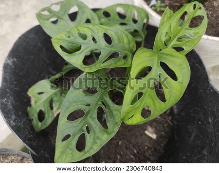 Ornamental plant Janda bolong or Ceriman or Monstera deliciosa