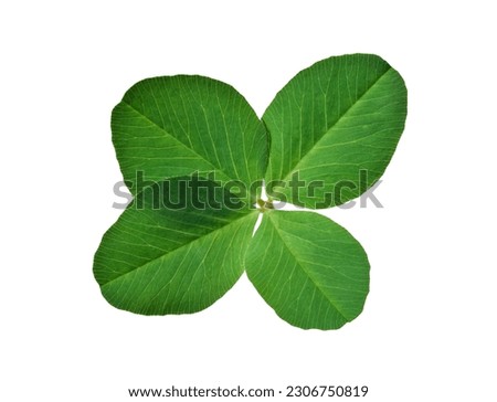 Green four leaf clover isolated cutout on white background
