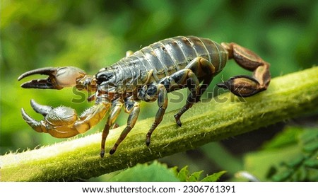 Poisoneous scorpio stings jaw sitting on green tree branch 