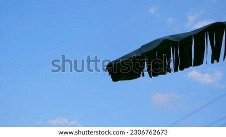 a photo of banana leaves against a blue sky that is commonly used for background photos.