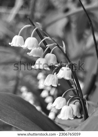 Black and white photo of snowdrops